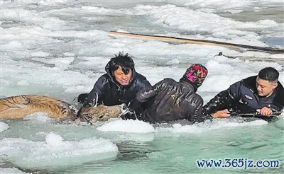 警民破冰救野鹿