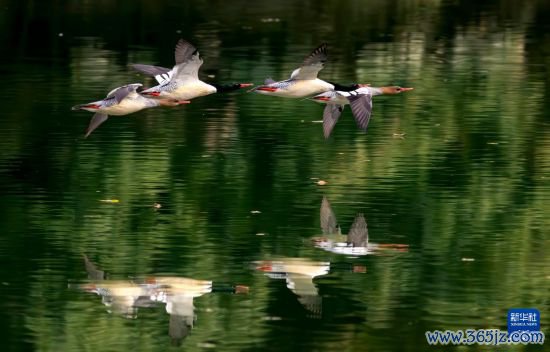 福建：中华秋沙鸭依期而至